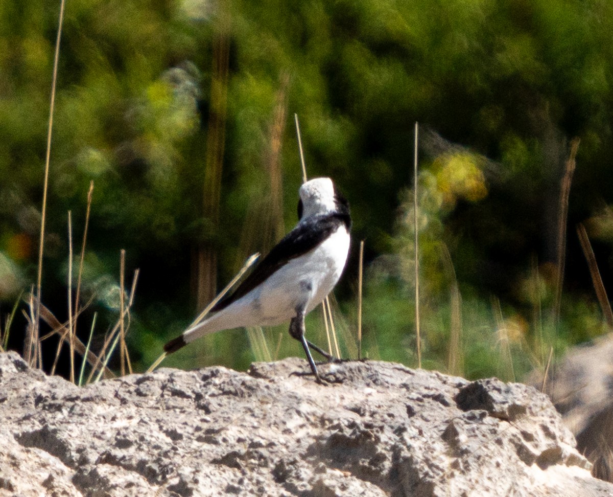 Finsch's Wheatear - Ali COBANOGLU