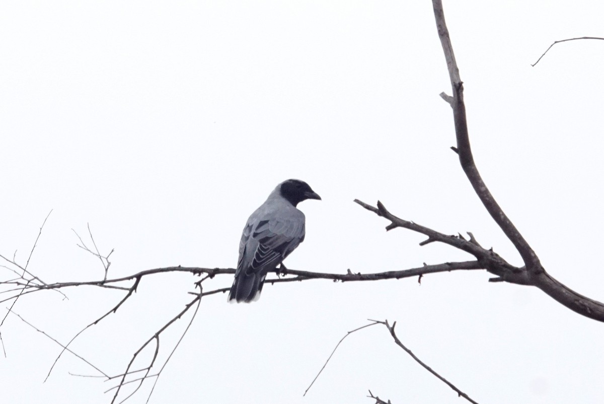 Black-faced Cuckooshrike - Mike Pennington