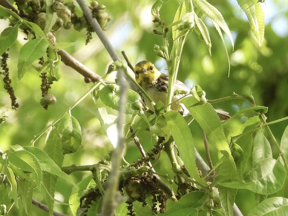 Black-throated Green Warbler - MIck Griffin