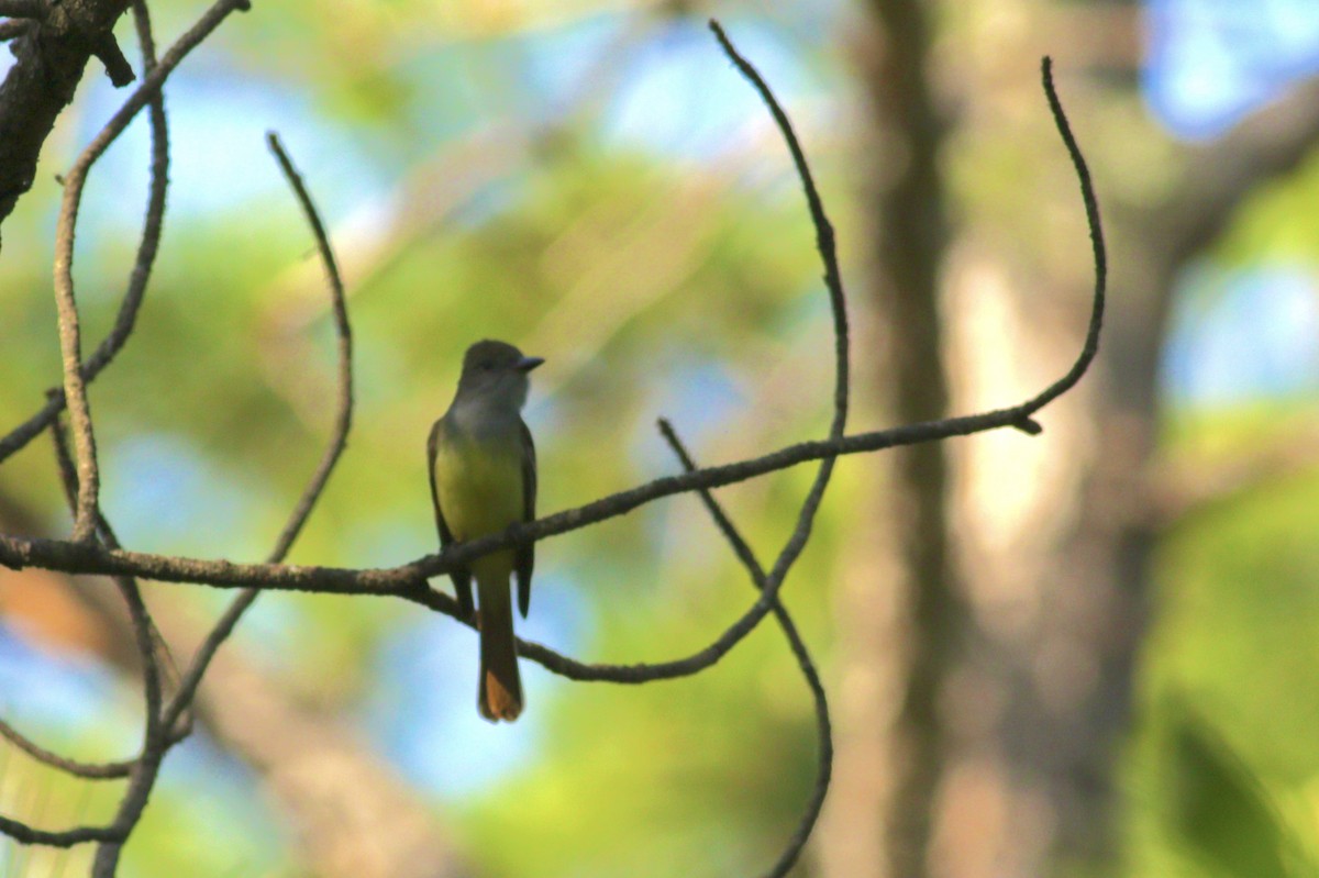 Great Crested Flycatcher - ML618223945