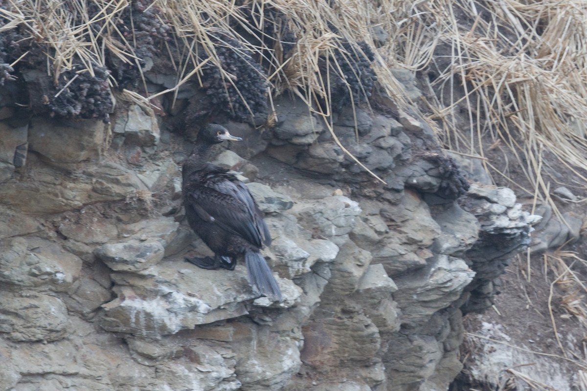 Red-faced Cormorant - ML618223952