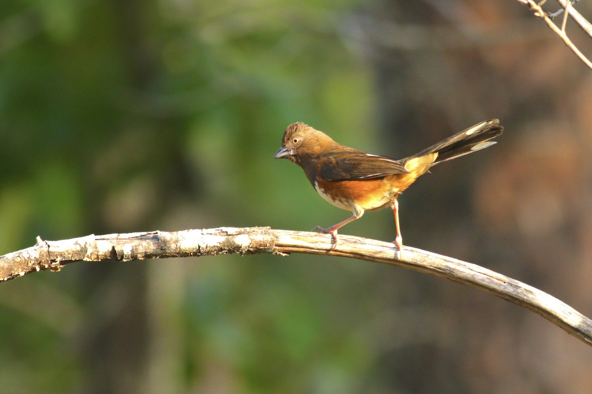 Eastern Towhee - ML618223968