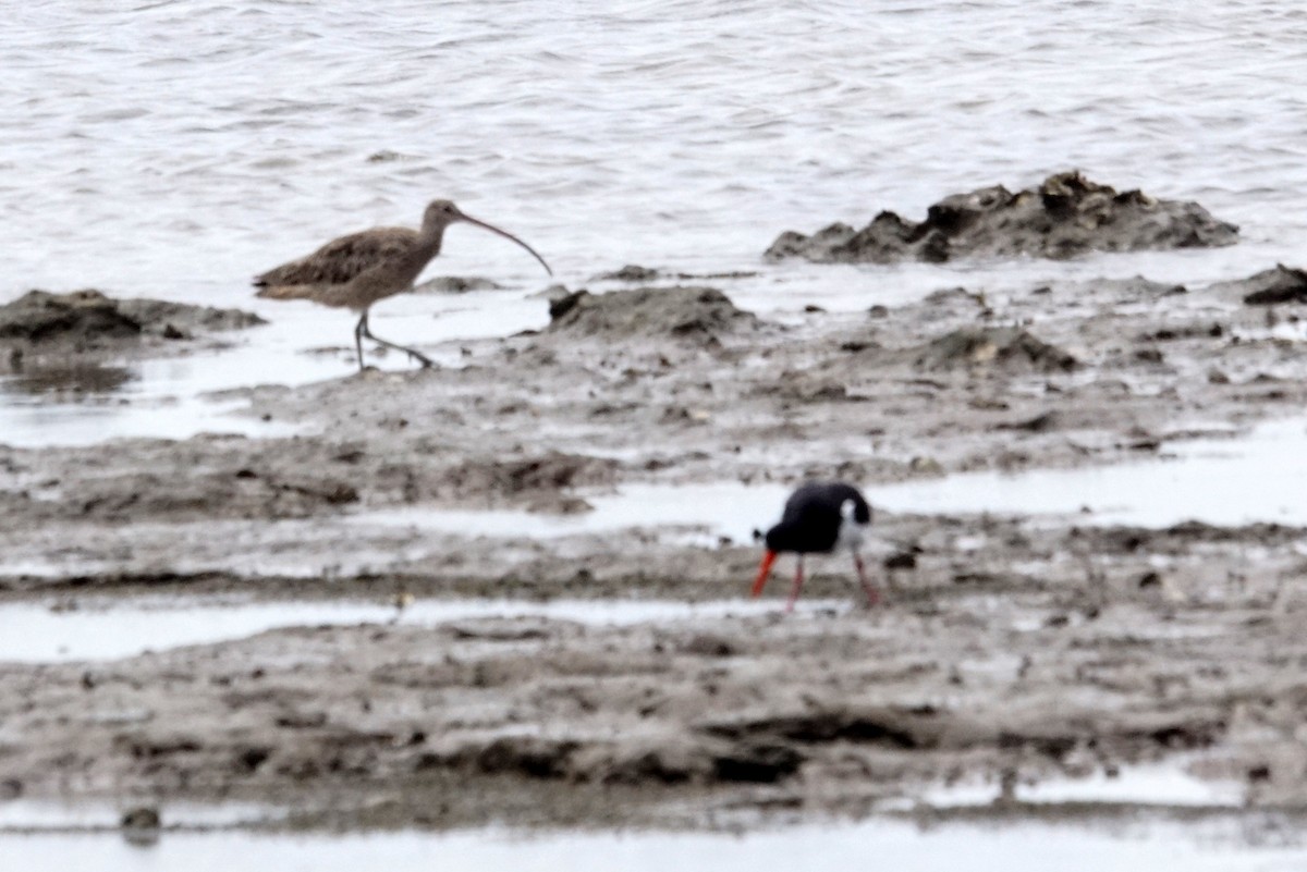 Far Eastern Curlew - Mike Pennington