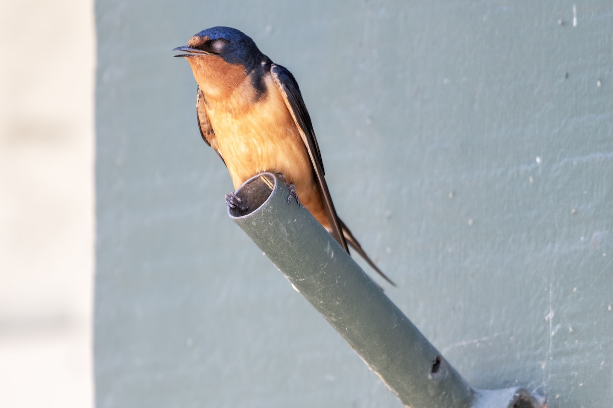 Barn Swallow - Adam Wilson