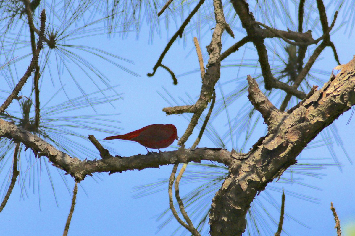 Summer Tanager - ML618223993