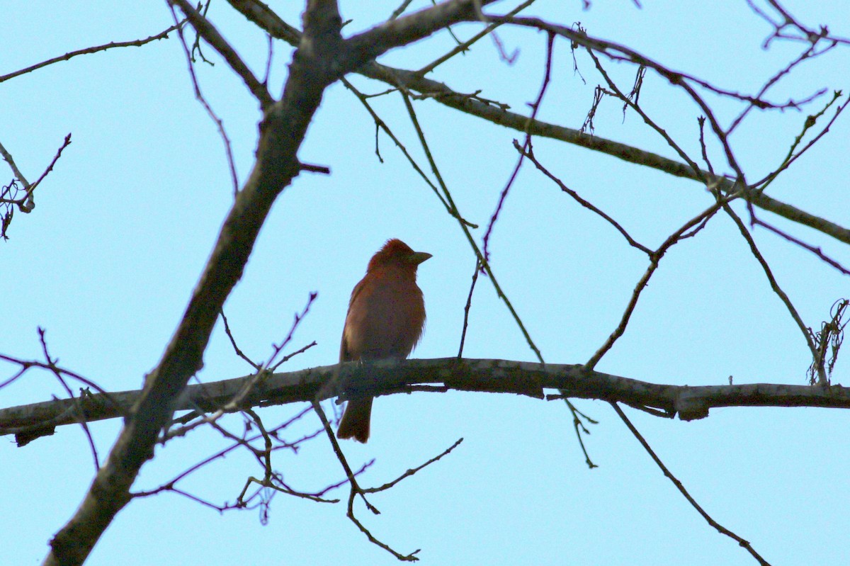 Summer Tanager - ML618223994