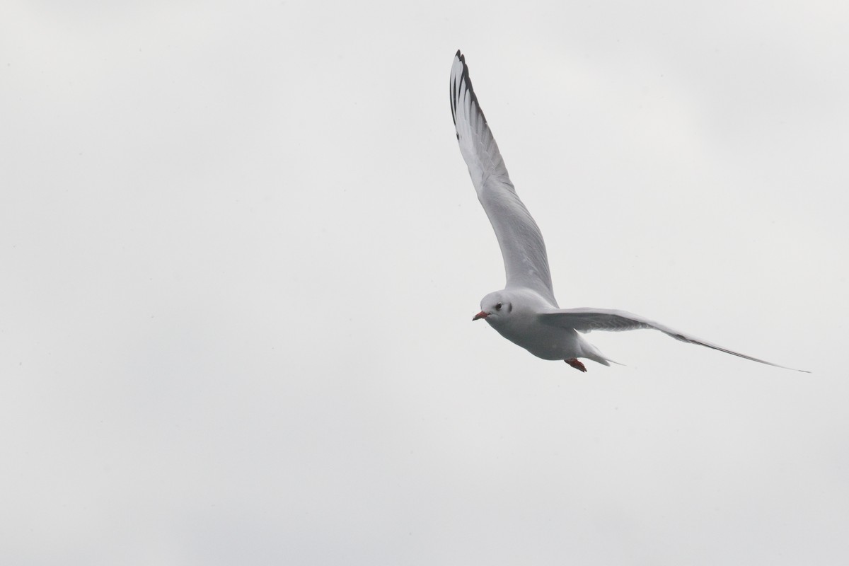 Black-headed Gull - Michel Gutierrez