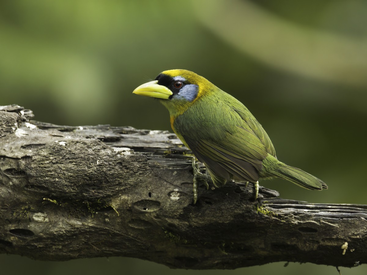 Red-headed Barbet - Alex Mesquita