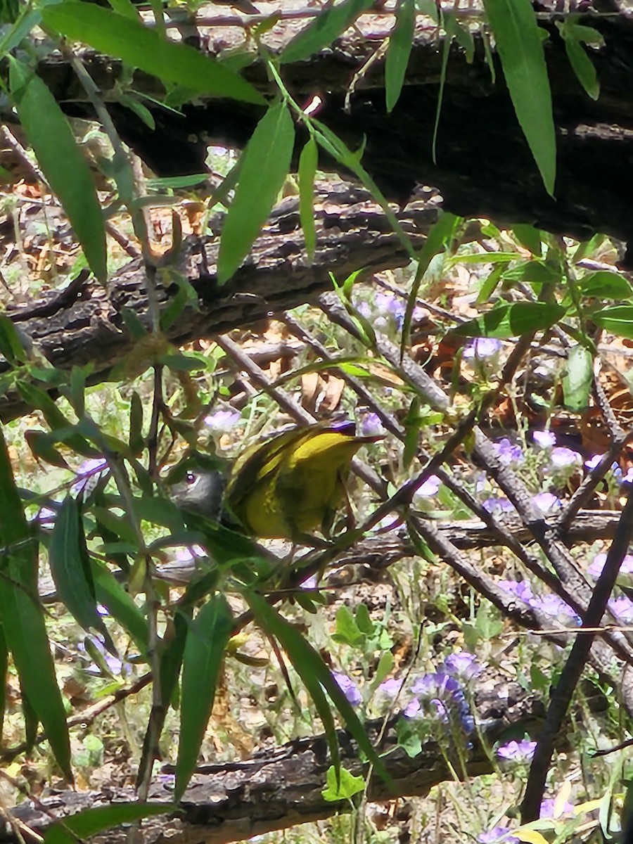 MacGillivray's Warbler - Janelle Willis