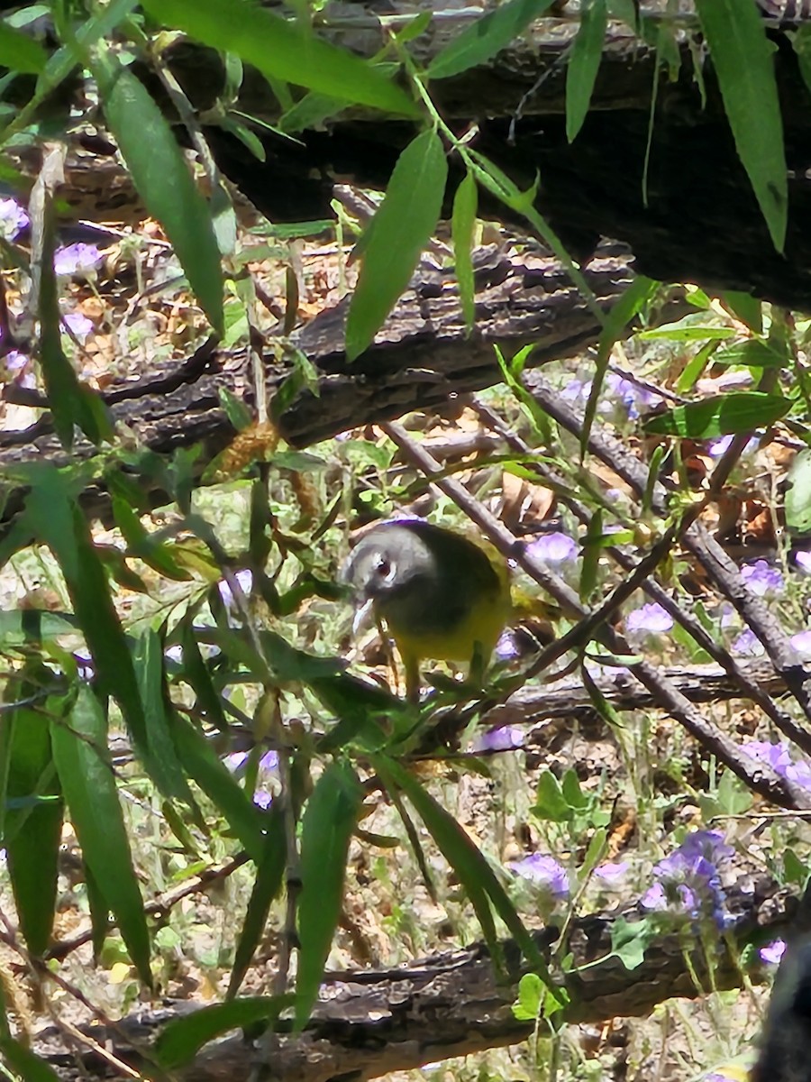 MacGillivray's Warbler - Janelle Willis