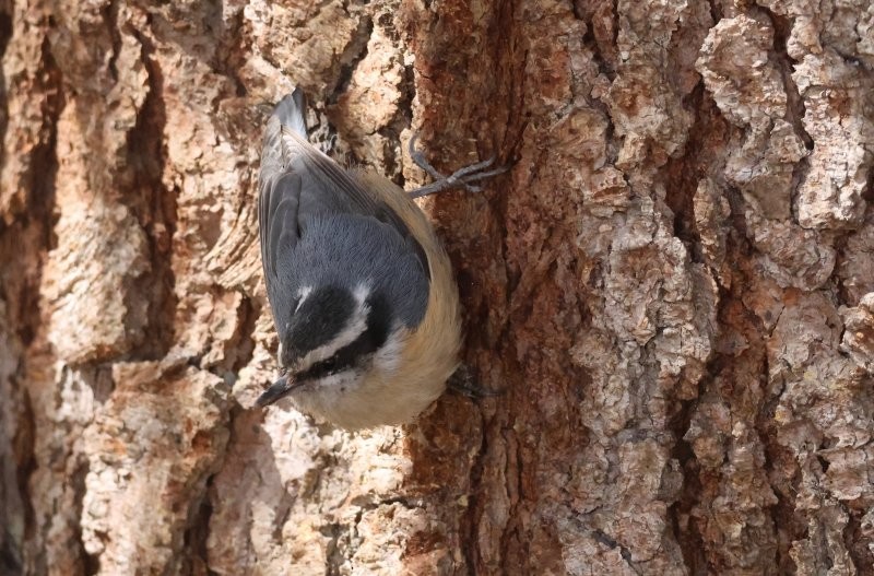 Red-breasted Nuthatch - Scott Jubinville