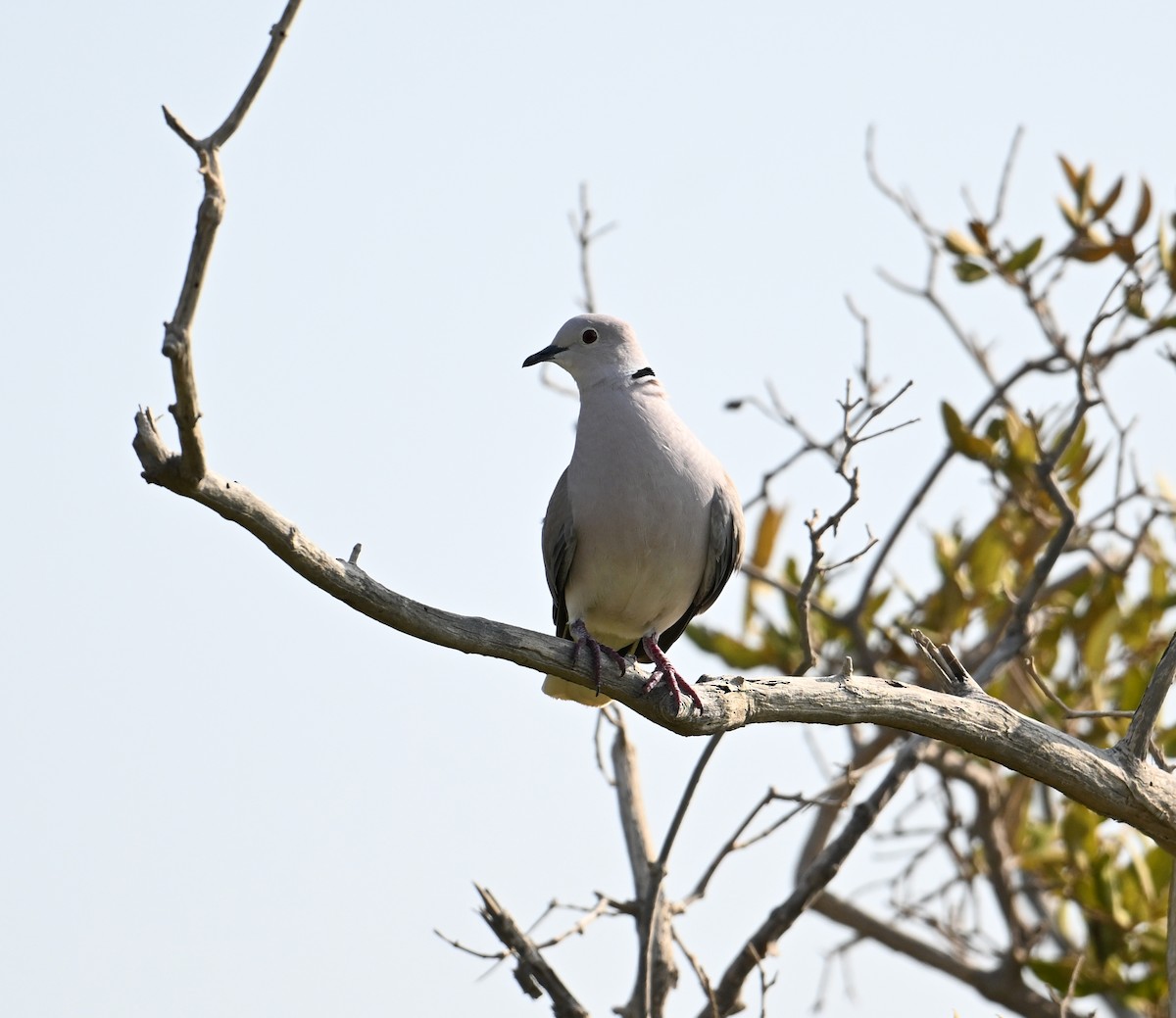 African Collared-Dove - David Darrell-Lambert