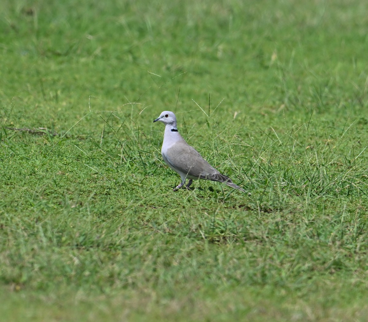 African Collared-Dove - David Darrell-Lambert