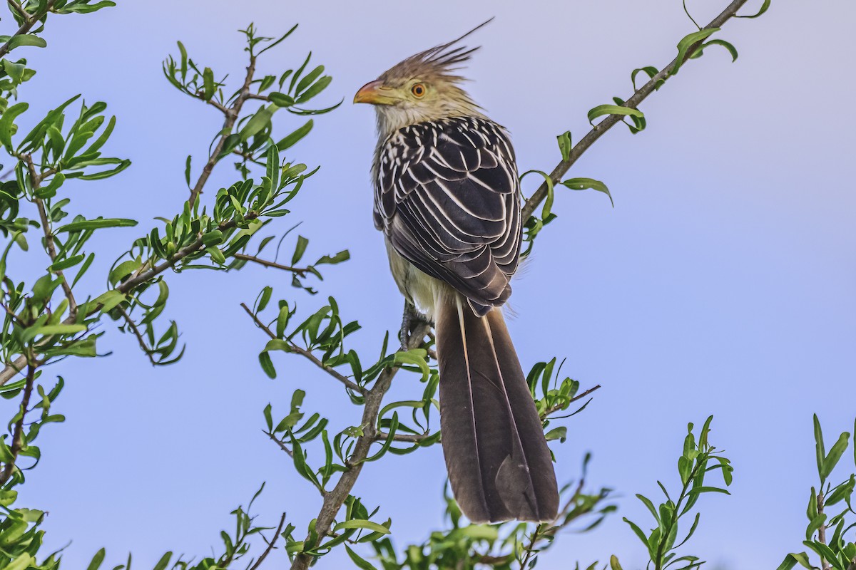 Guira Cuckoo - Amed Hernández