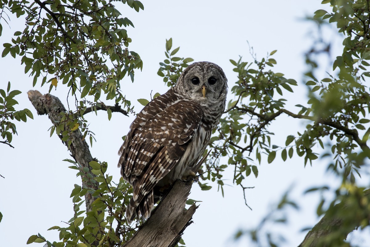 Barred Owl - Adam Wilson