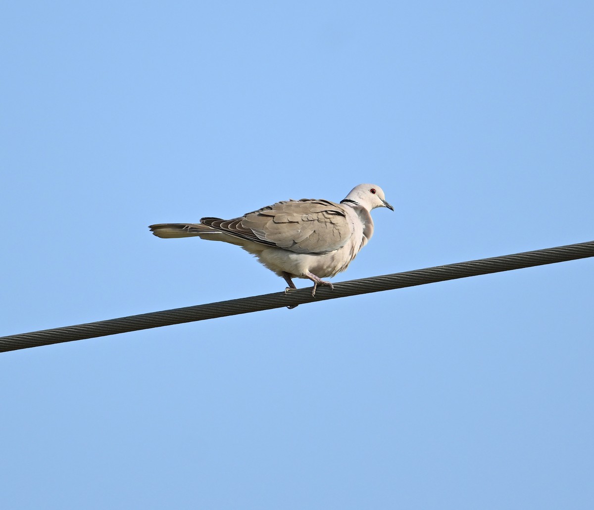 African Collared-Dove - David Darrell-Lambert