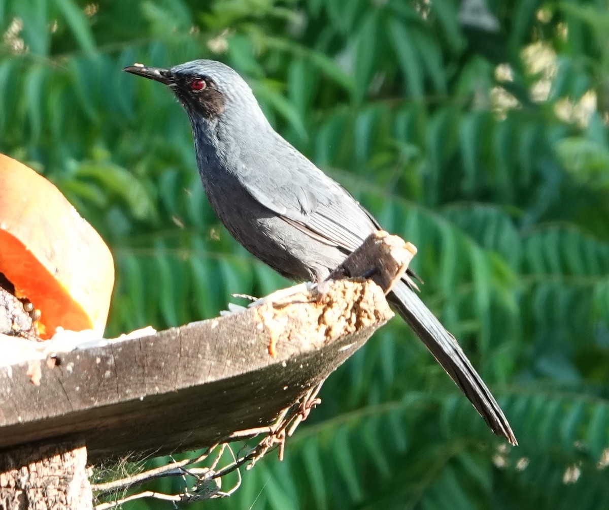 Blue Mockingbird - Danion Doman