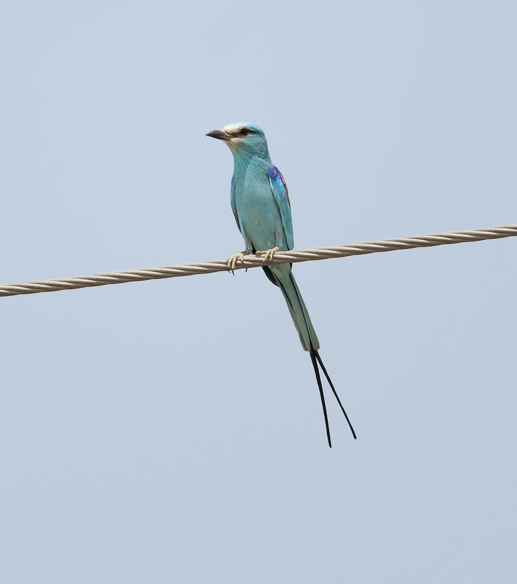 Abyssinian Roller - David Darrell-Lambert