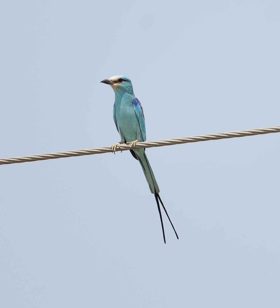 Abyssinian Roller - David Darrell-Lambert