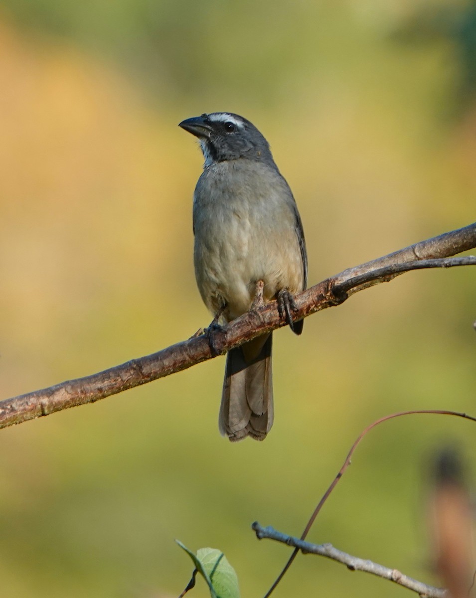 Cinnamon-bellied Saltator - Danion Doman