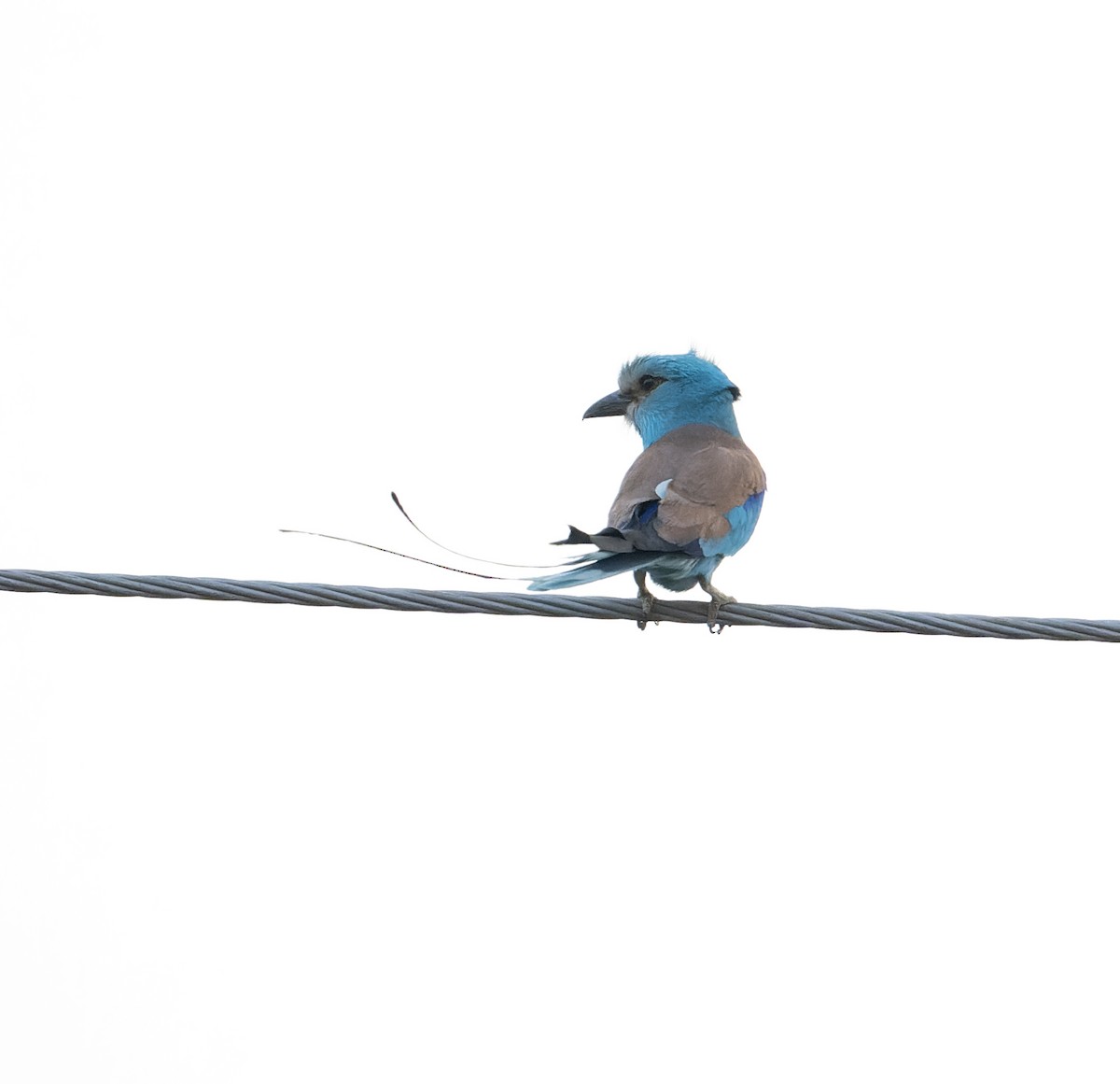 Abyssinian Roller - David Darrell-Lambert