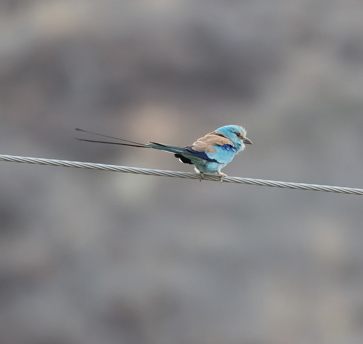 Abyssinian Roller - ML618224187