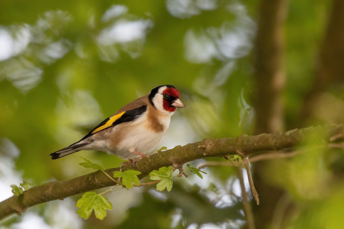 European Goldfinch - Vincent Dor