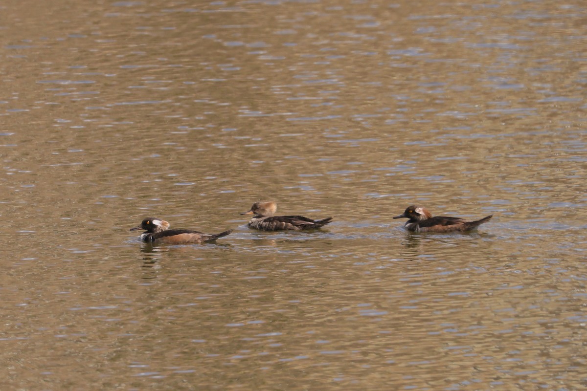 Hooded Merganser - Allan Williams