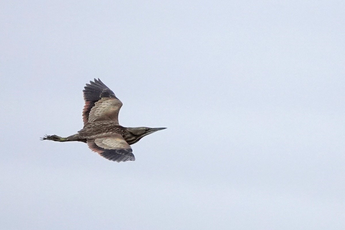 American Bittern - ML618224264