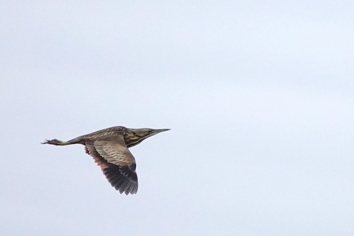 American Bittern - ML618224268