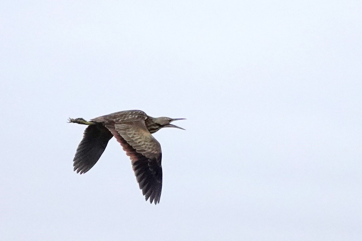 American Bittern - ML618224281