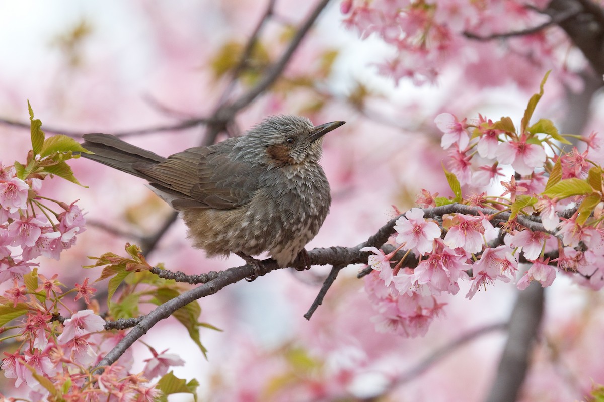 Brown-eared Bulbul - Michel Gutierrez