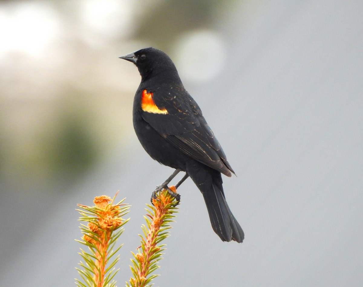 Red-winged Blackbird - Jan Thom