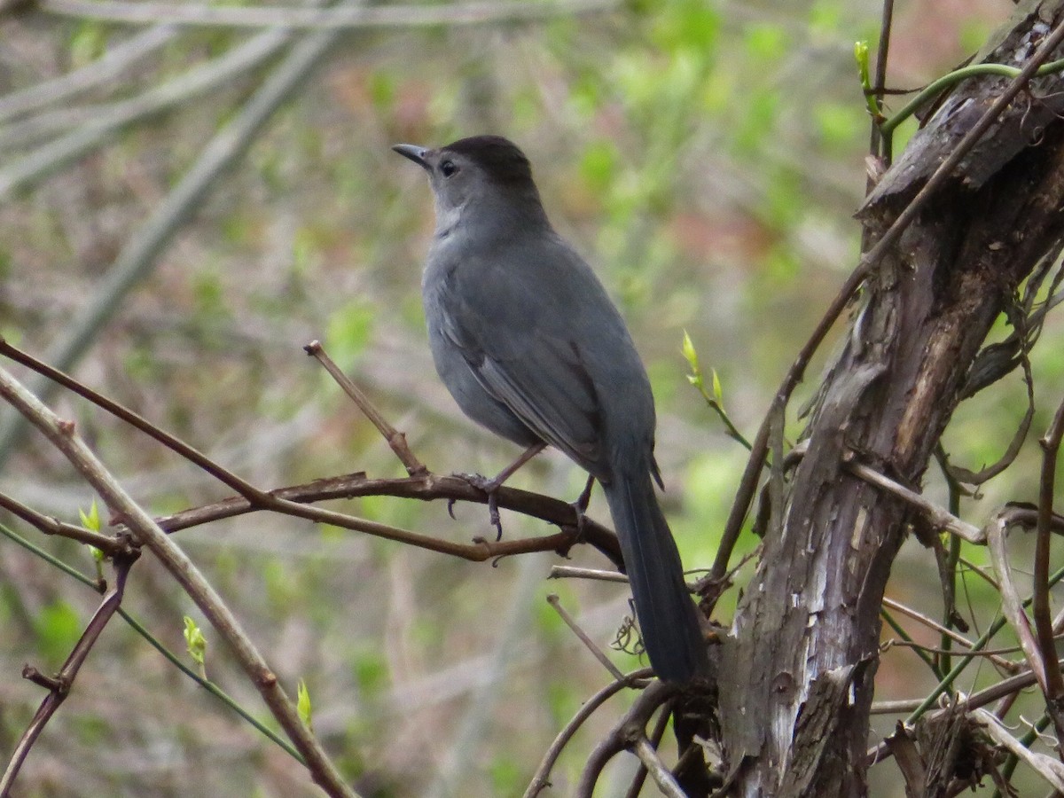 Gray Catbird - Deb Caron