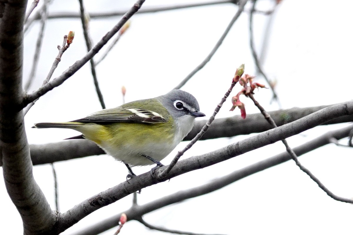 Blue-headed Vireo - Louise Courtemanche 🦅