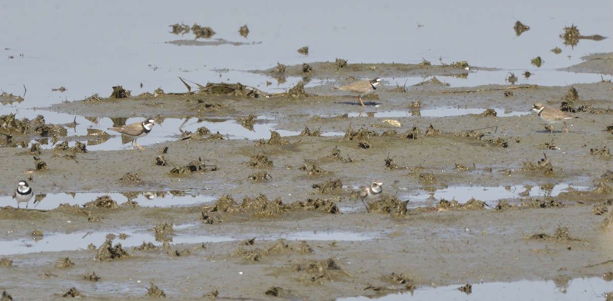 Semipalmated Plover - Bill Elrick