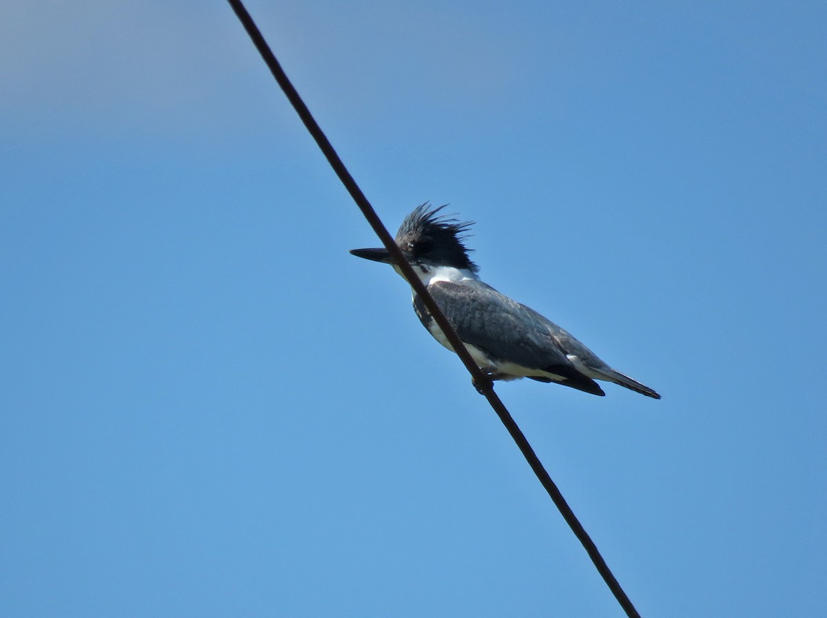 Belted Kingfisher - Thomas Schultz