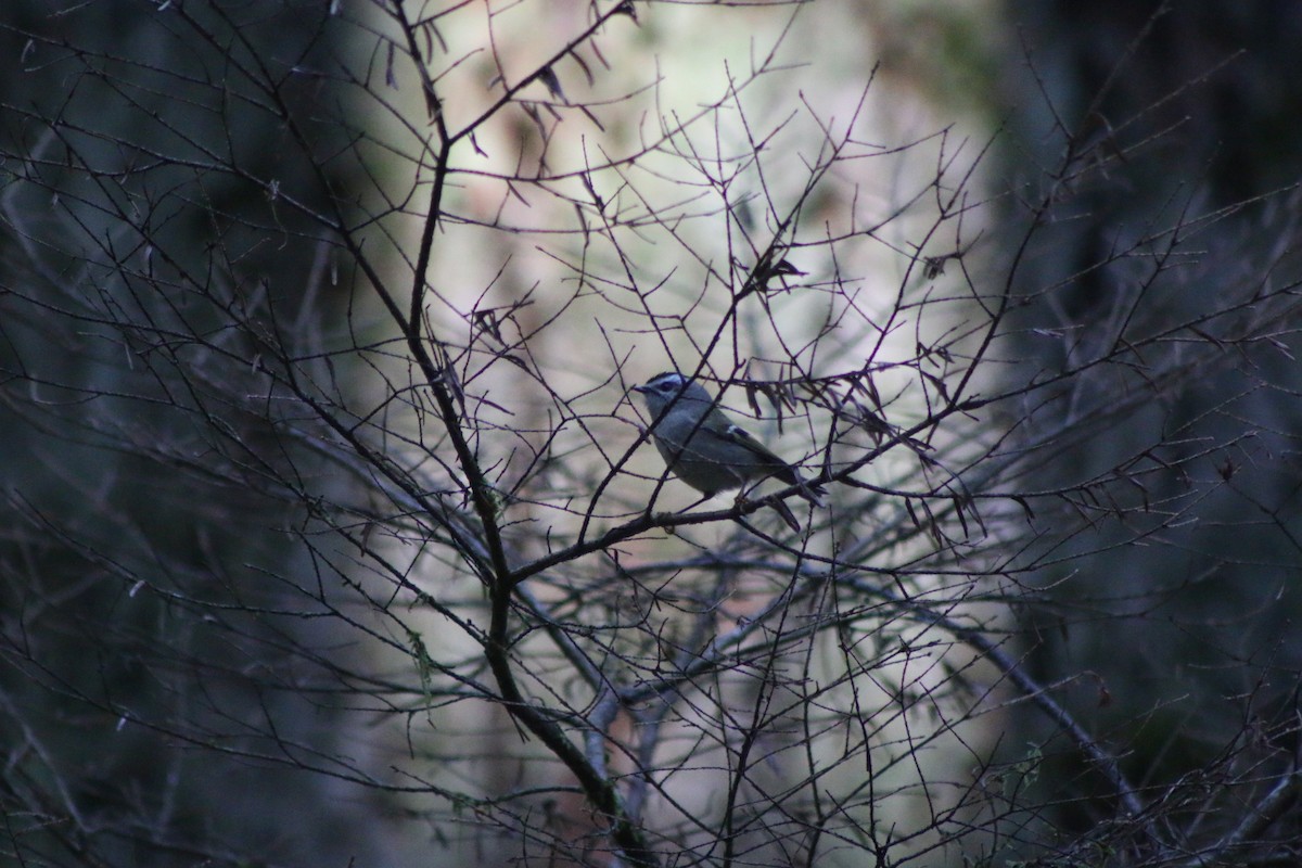 Golden-crowned Kinglet - Cory Ruchlin