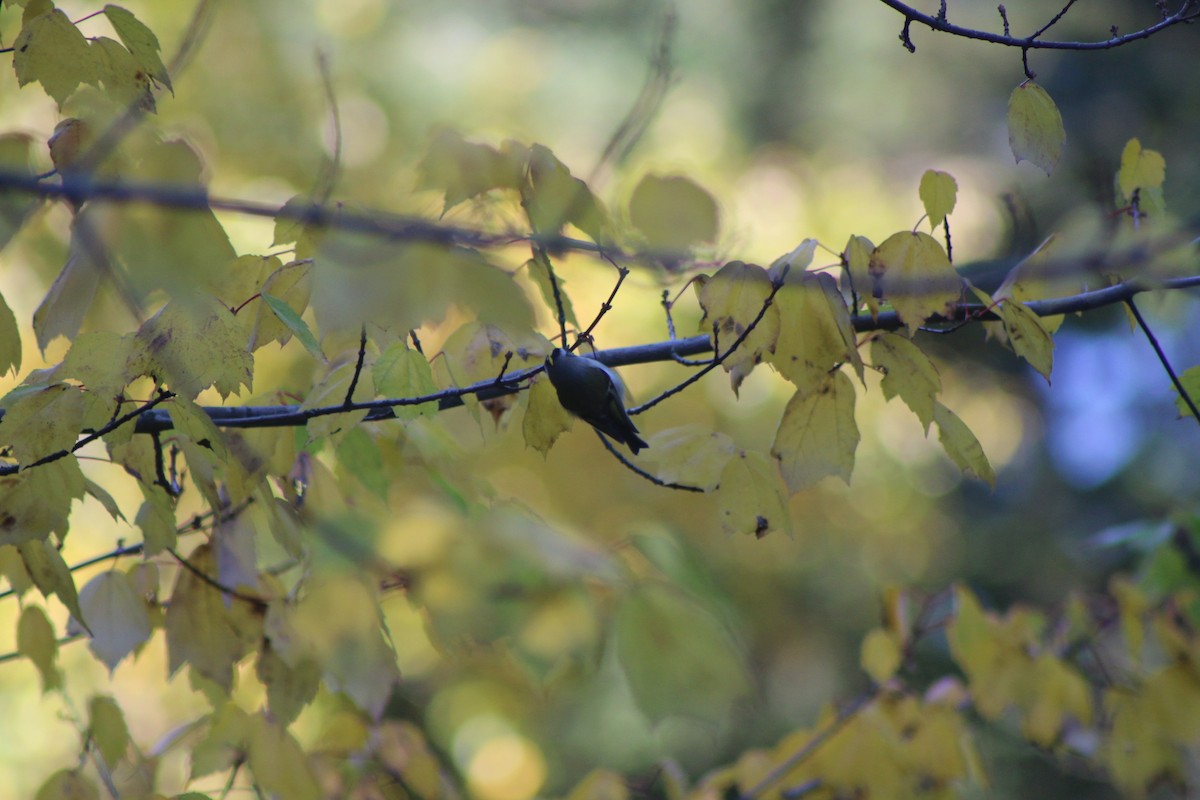 Golden-crowned Kinglet - Cory Ruchlin