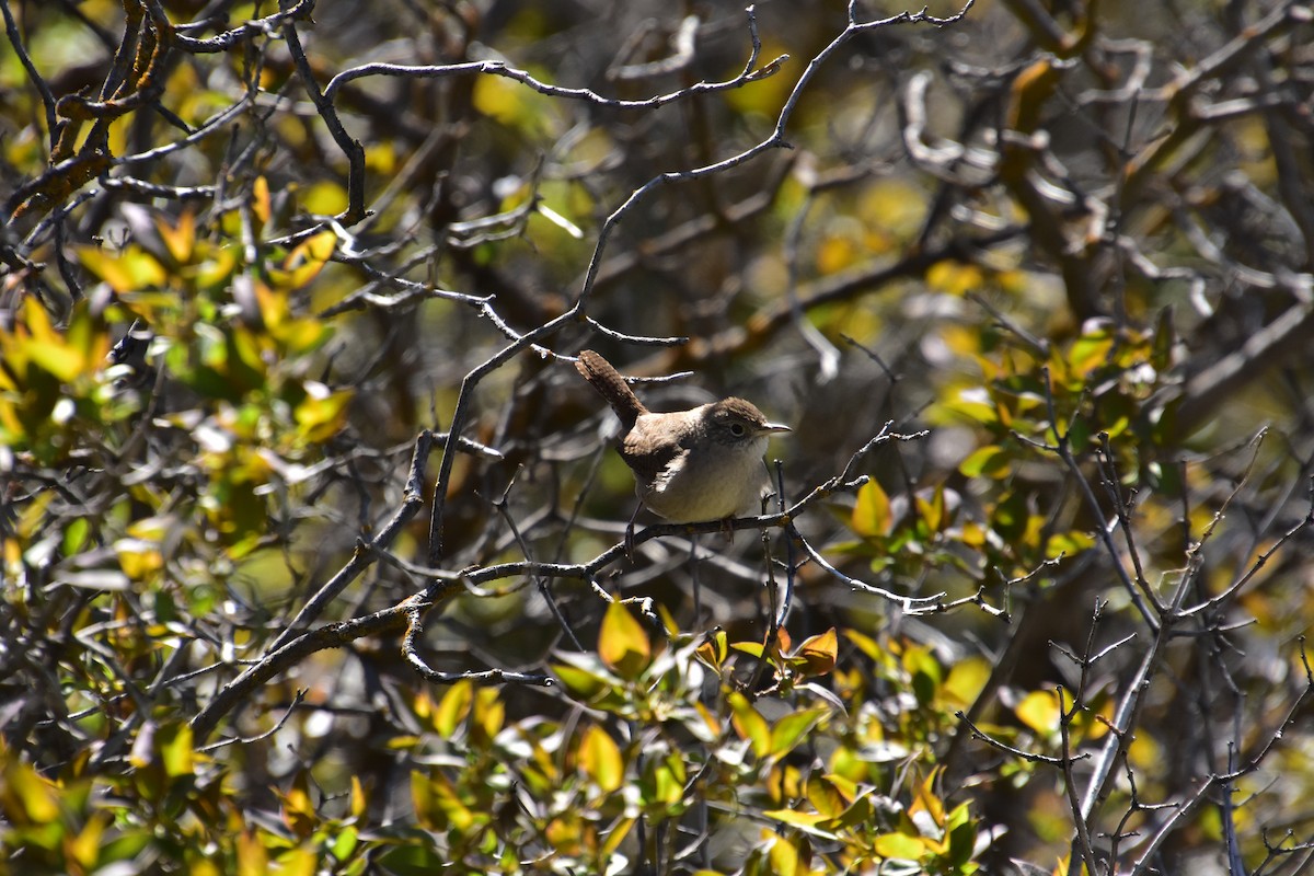 House Wren - Tyler Jensen