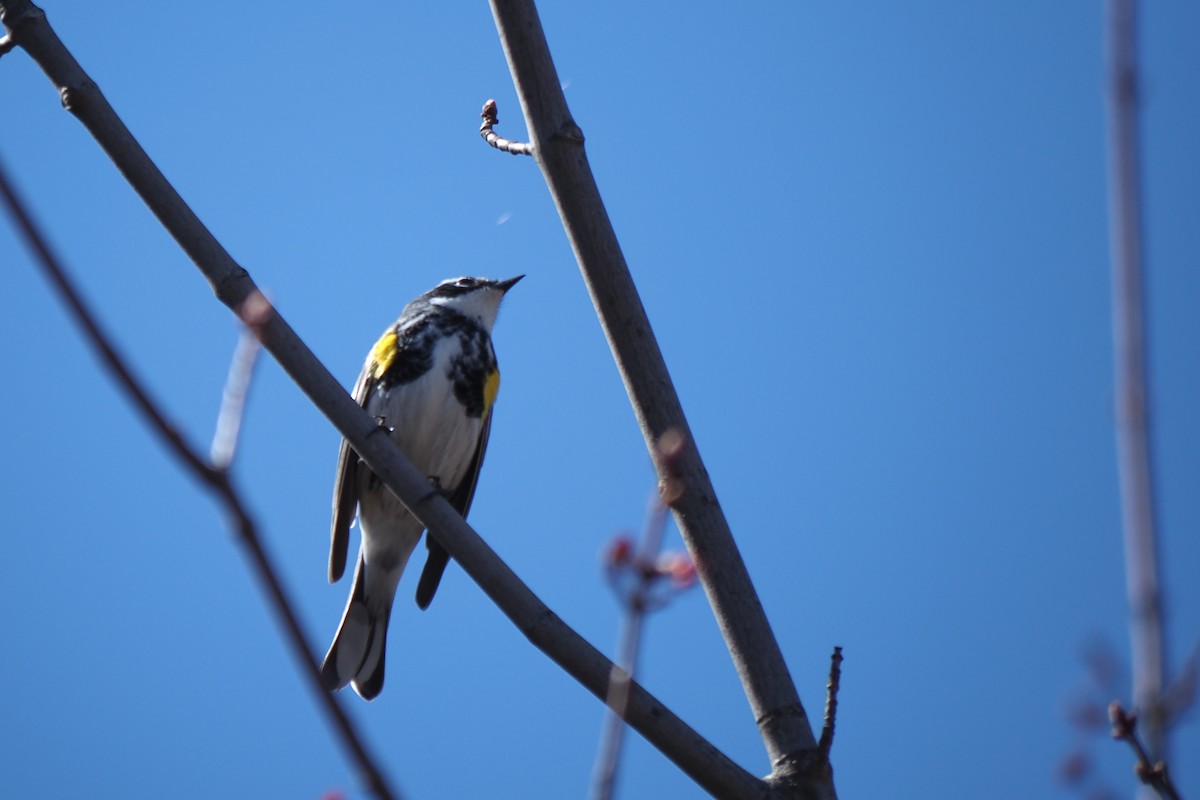 Yellow-rumped Warbler - André Dionne