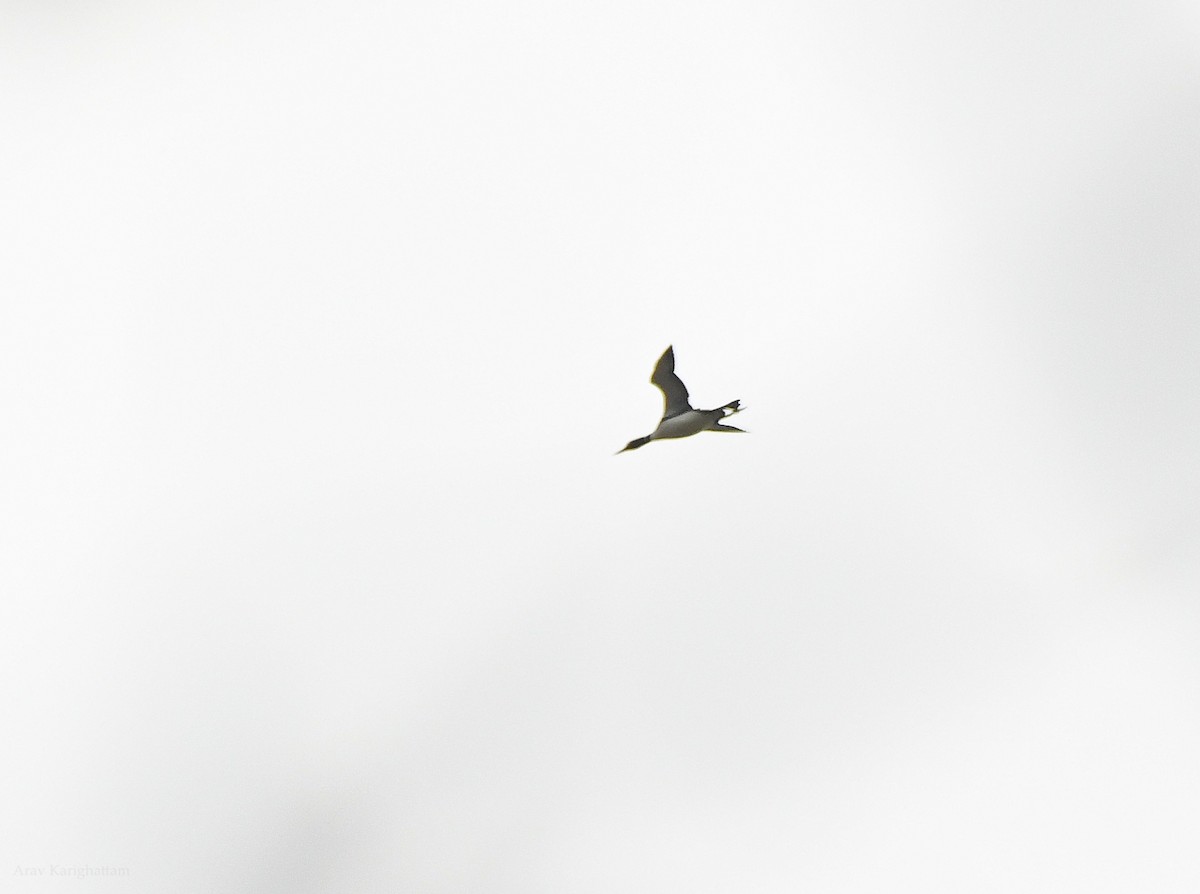 Common Loon - Arav and Aranya Karighattam