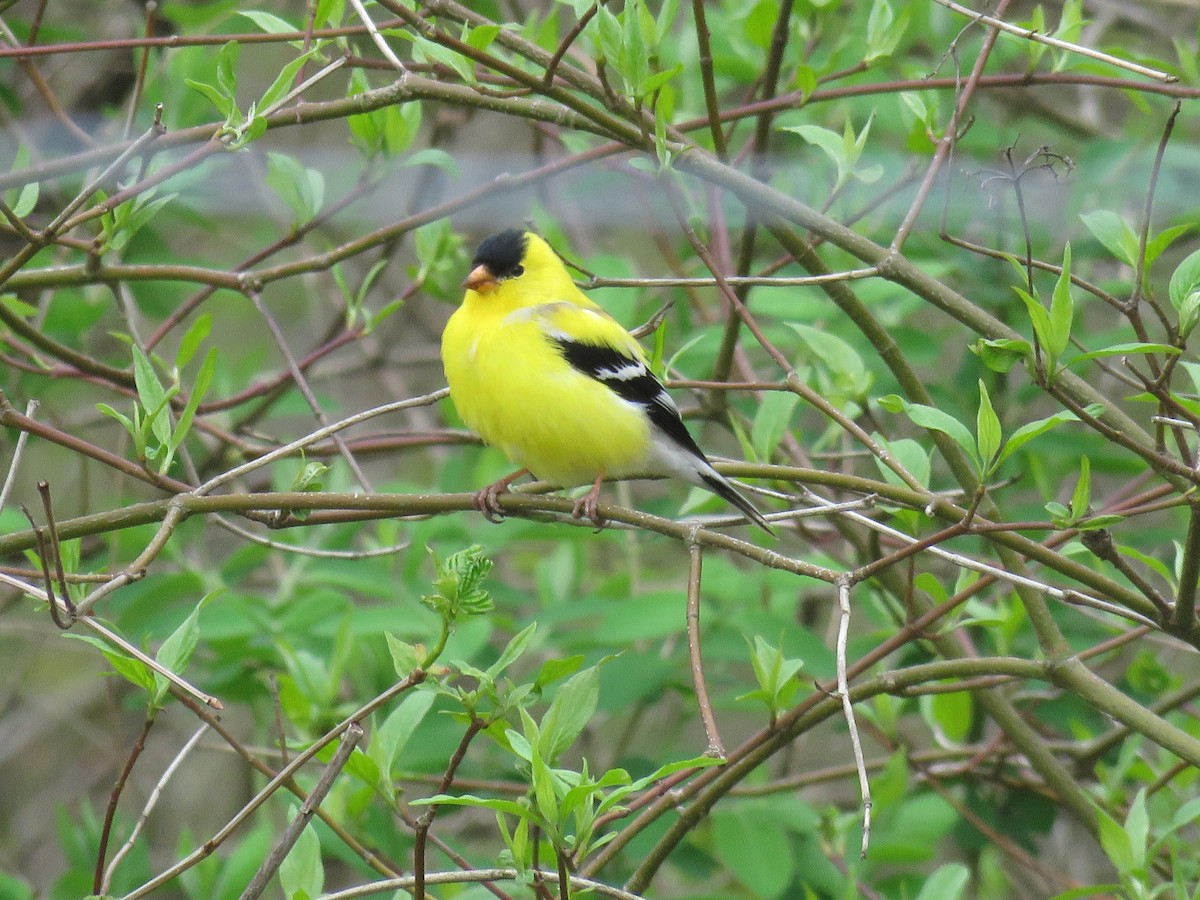 American Goldfinch - d w