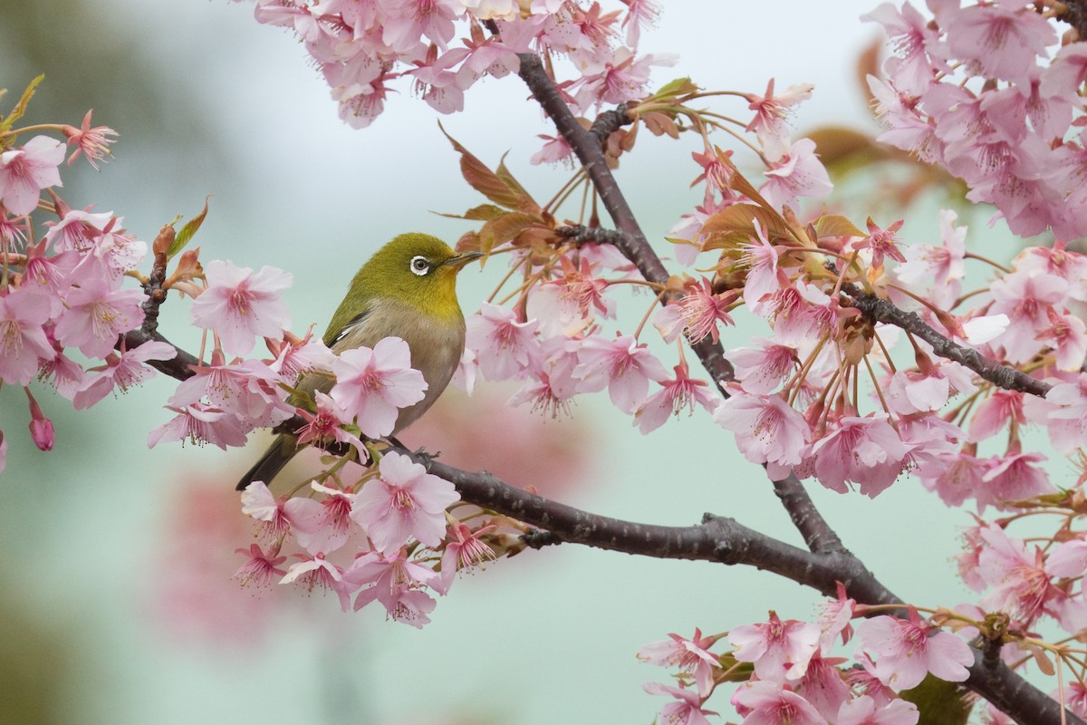 Warbling White-eye - ML618224476