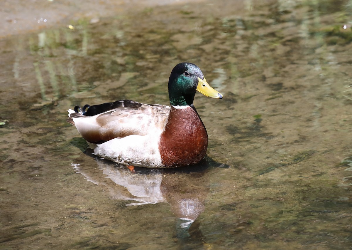 Mallard - Kevin Williams