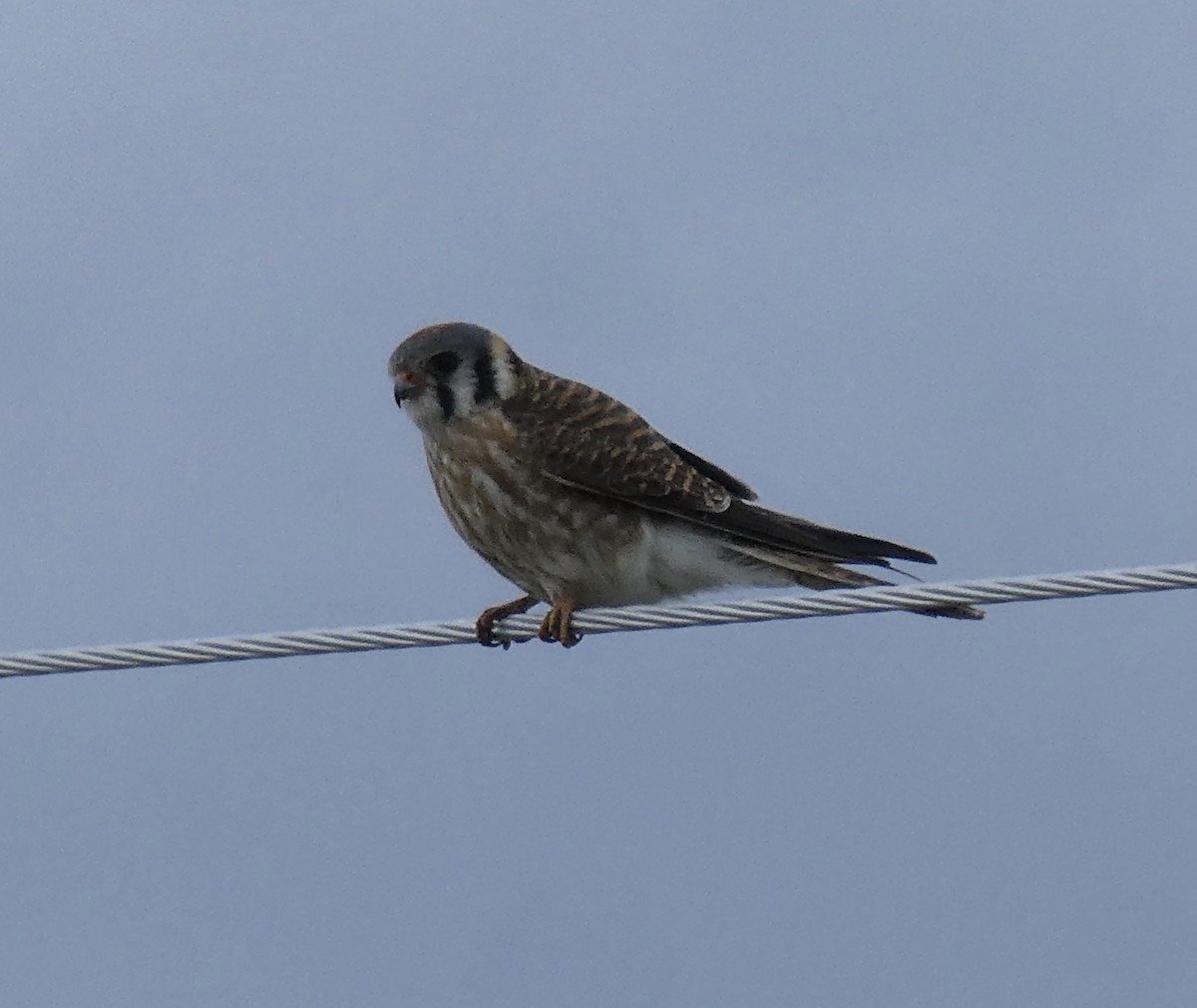 American Kestrel - ML618224488