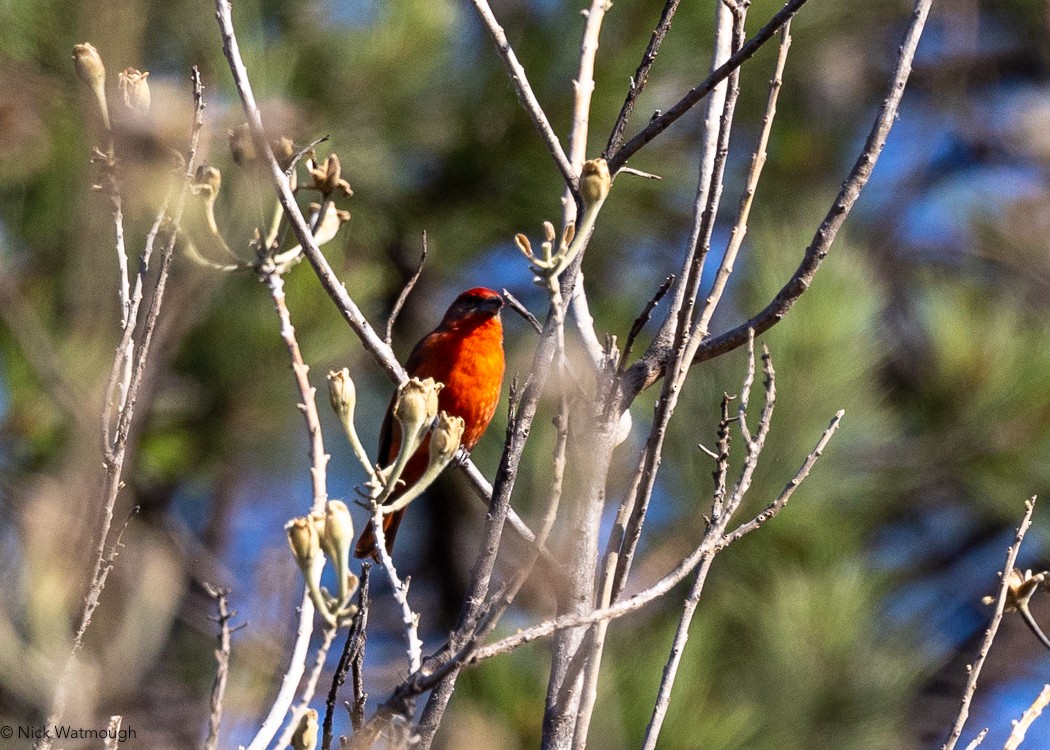 Hepatic Tanager (Northern) - Nick Watmough