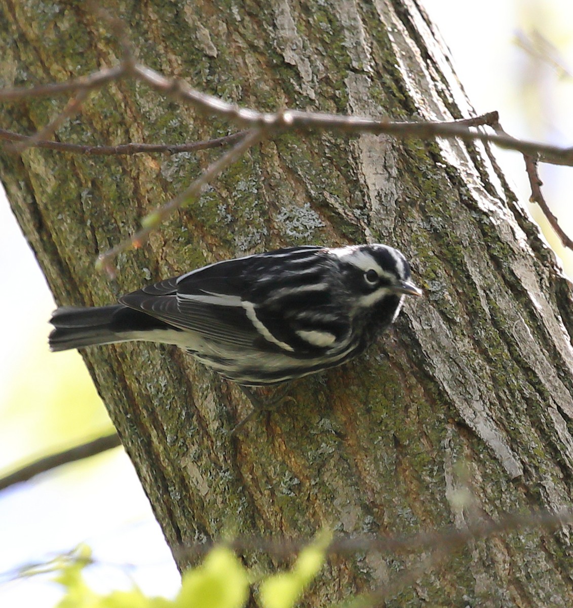 Black-and-white Warbler - Kevin Williams