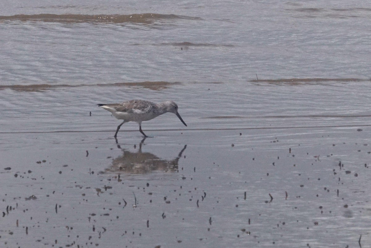 Nordmann's Greenshank - ML618224512