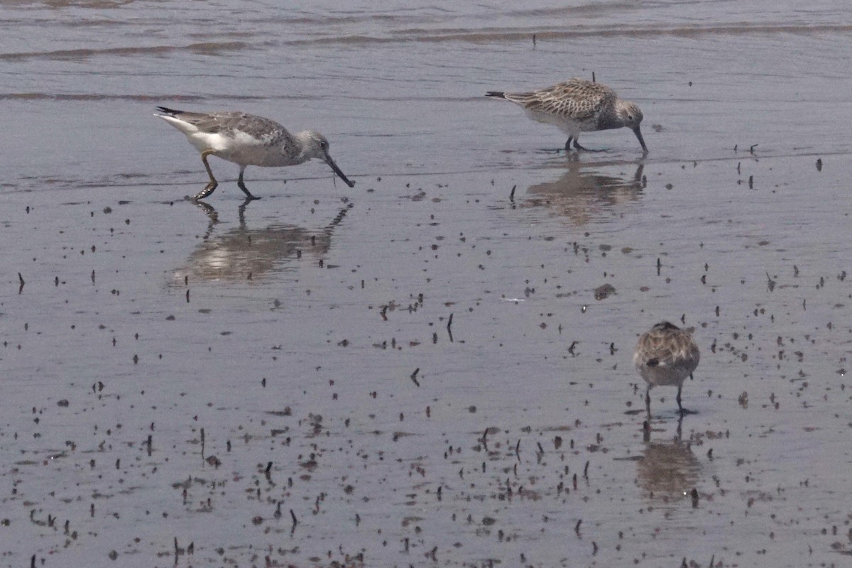 Nordmann's Greenshank - ML618224517